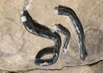 11Q6 26020 11Q6 26010 Air Intake Tube Parts HYUNDAI Excavator R220LC-9