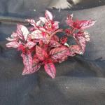 Biodegradable Weed Control Fabric PP Mat Waterproof Breathable