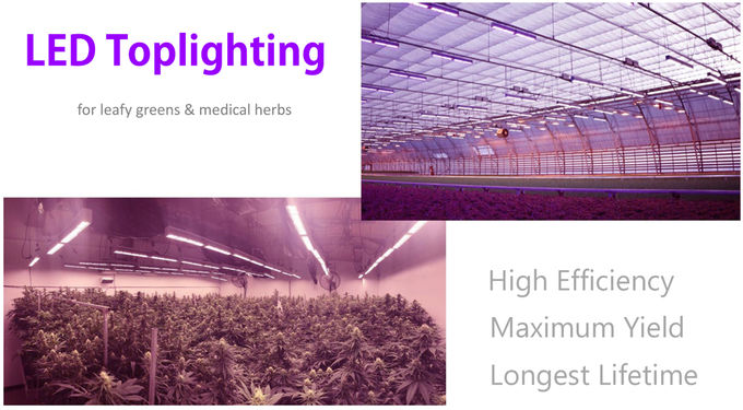 640W Red Greenhouse LED Grow Lights Customized Full Spectrum 660nm