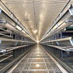 380V 3phase Farm Layer Chicken Cage For Laying Hens SGS Approval