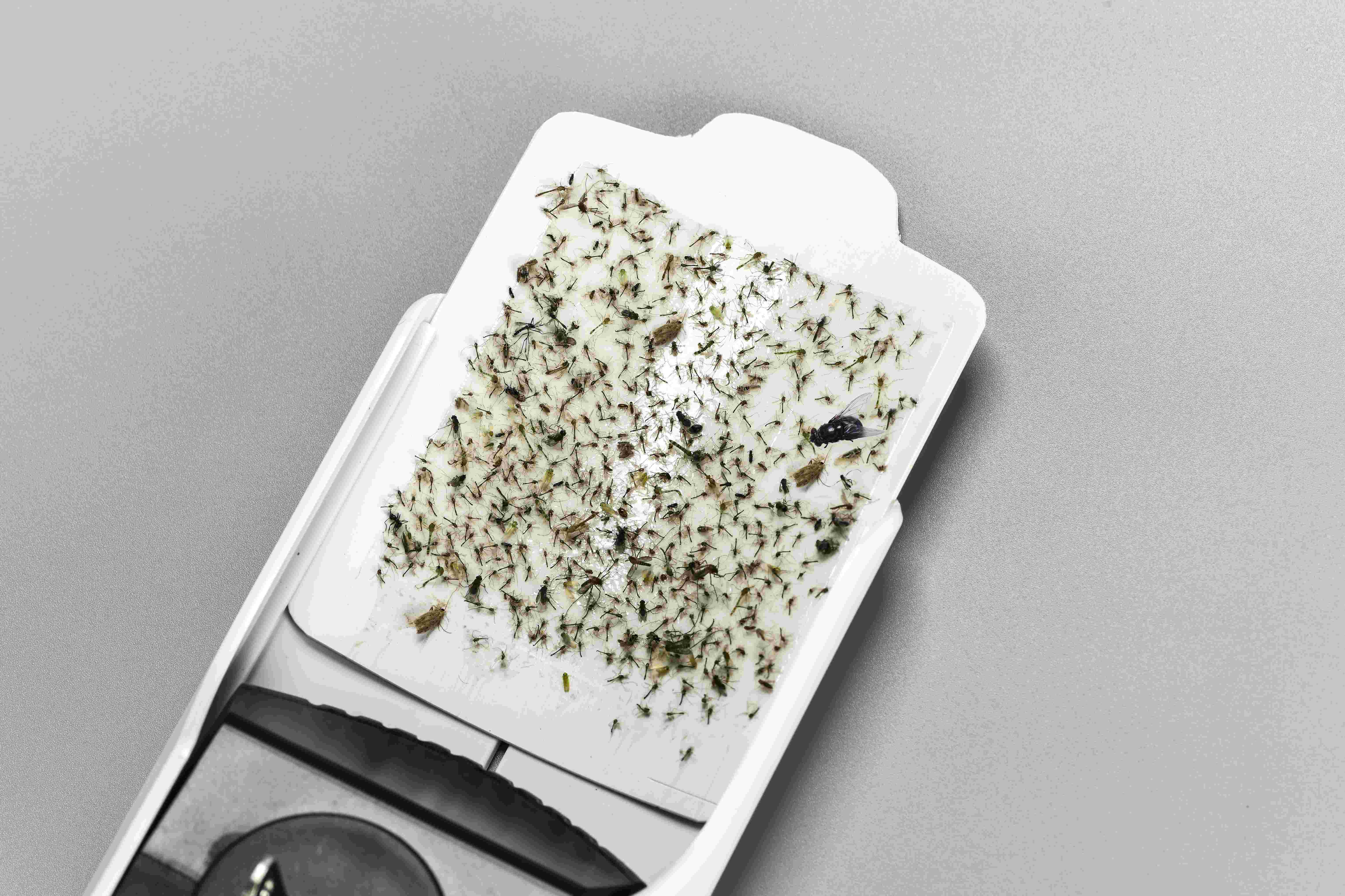 Plug-in Sticky Glue Pad Mosquito Lamp Coverage 20-30m2 60 Pieces and Low Maintenance