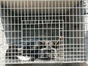 Quality Breeding Galvanized Welded Steel Wire Mesh 3.0mm Aquaculture Net wholesale