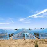 8m 9m 10m Plastic Polytunnel Greenhouse Agriculture Growing Vegetable Flower