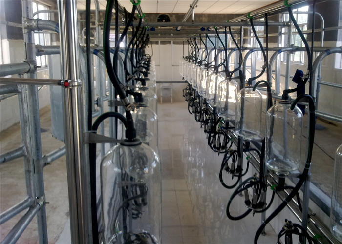 HL-G01 Automatic Herringbone Milking Parlor System with 28L Glass Milk Jar