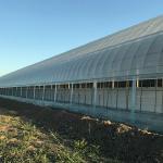 Agricultural Commercial Grass Greenhouse with Electrical or Water Heating System