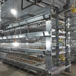 40000 Birds Baby Chick Cage