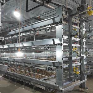Quality 40000 Birds Baby Chick Cage wholesale