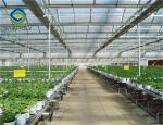 Hot Dipped Galvanized Steel 7.5m PC Sheet Greenhouse