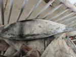HACCP Approved 10 - 20KG Frozen Yellowfin Tuna WR