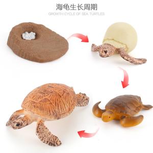 Quality Yellow Sea Turtle Life Cycle Figure Model Toy For Boys Girls Kids wholesale