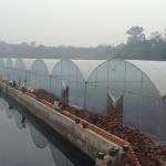 Wind Resistant Agriculture Plants Growing Hydroponic System Poly Film Multi Span