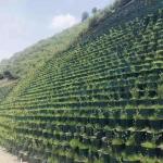 Green HDPE Geocell Geocelda For Road Reinforcement Best and Online Technical