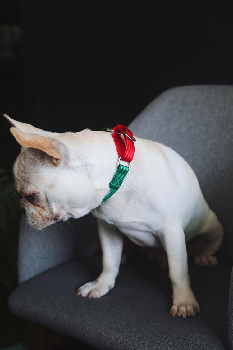 Custom Green 1.5 Inch 2 Inch Wide Nylon Dog Collars With Metal Buckle