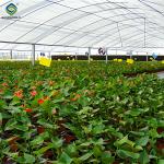 Heat Resisting Morden Multi Span Greenhouse For Commercial Agriculture