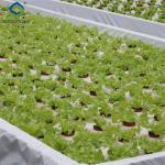 Commercial Lettuce Greenhouse Low Maintenance Weather Resistant
