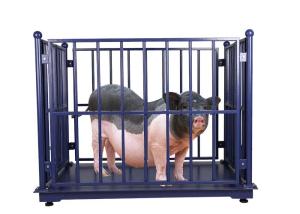 Quality LCD Electronic Cattle Weighing Scales wholesale