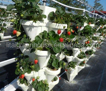 Hydroponic Plant Growth Systems Greenhouses for Optimal Results