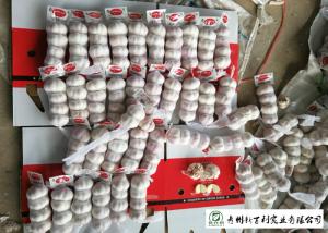 Quality Wholesale Fresh Organic Garlic , New Crop Fresh White Garlic SGS Certification wholesale