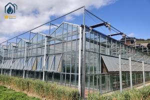 Quality Large Agricultural Multi Span Glass Greenhouse Square Commercial Hydroponic Greenhouse wholesale