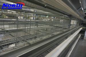 Quality H type best price poultry farm egg layer chicken cages wholesale