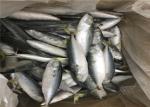 Below 18 Degree Delicious BQF 60g Fresh Frozen Mackerel