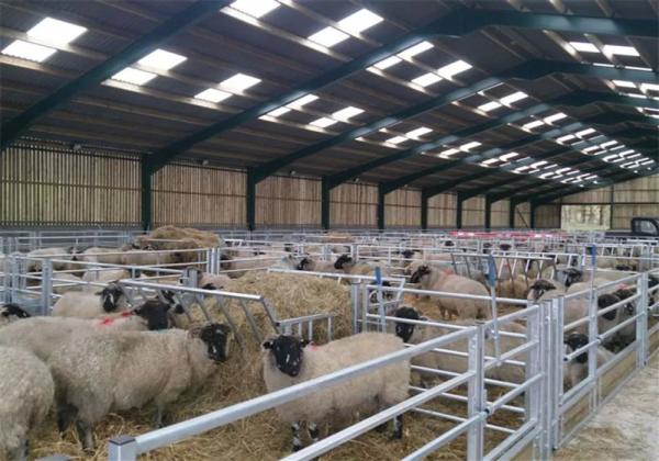 Sheep Pen Poultry Metal Shed Buildings Agricultural Prefab Metal ShedFire