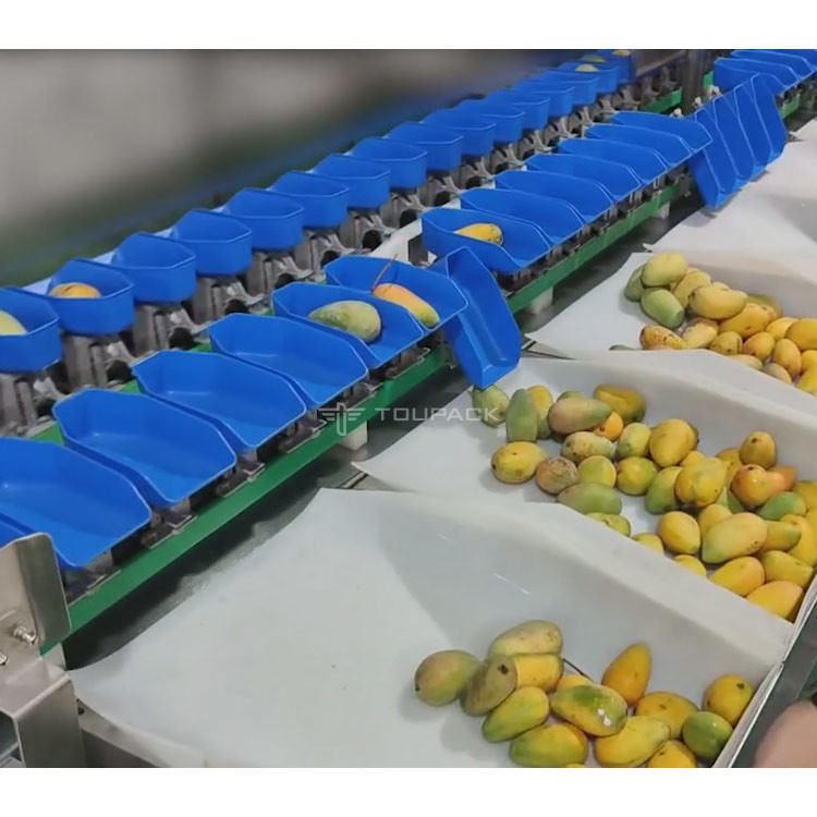 Smart Fresh Oyster Trepang Abalone Weighing Sorting Machine 1-12 Levels Seafood Grading Machine