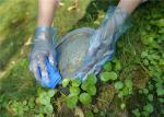 Non Toxic Household Cleaning Disposable TPE Gloves