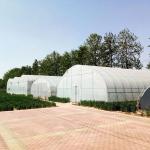 BaoLiDa Covering Plastic Film Hot Galvanized Steel Greenhouse