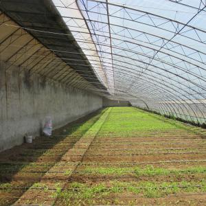 Quality Winter Plastic Film Tunnel Passive Solar Greenhouse Single Span Heat Preservation wholesale