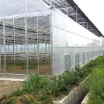 Polyethylene Film Multi Span Greenhouse 100 Micron 200 Micron Multi Span