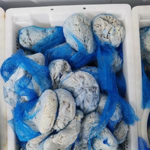 Quality Edible Air Dried Natural Sheep Casings 26mm Fresh And Transparent wholesale