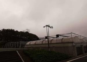 Quality Multifunctional Agricultural Greenhouse Hydropnics Film Complete Large Strawberry wholesale