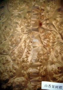Quality Golden Burl Veneer from Burma/China wholesale