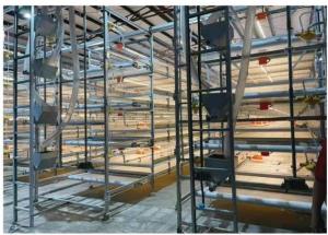 Quality Automatic Harvesting Broiler Cage Steel Poultry Houses wholesale