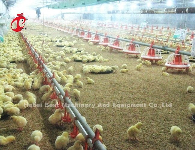 Stainless Steel Floor Type Poultry Farm Equipment Automatic Feeding And Drinking System Adela