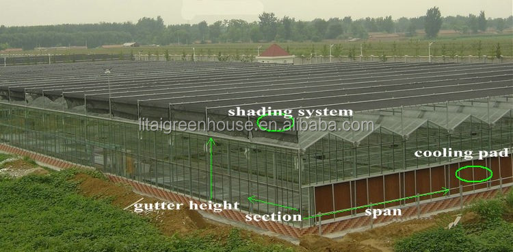 Smart Controlled Safe Glass Greenhouse for Vegetable Fruits Flowers Top Height 4.8m-6.8m