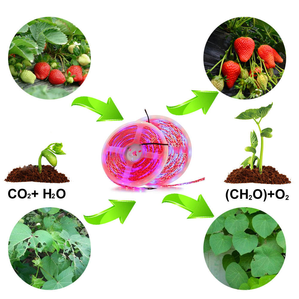 DC12V DIY Red Blue 3:1 4:1 5:1 Led Mood Light 12V Grow Light Strips For Plants