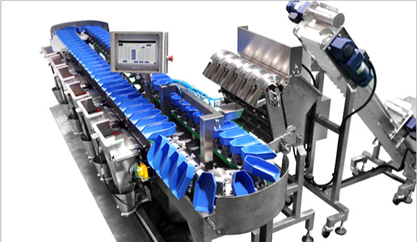 Circular Weight Sorter Machine 500g MultiWeight For Seafood Fish Shrimp
