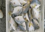 6 Fatty Acids A Grade 400G-500G Frozen Golden Pomfret
