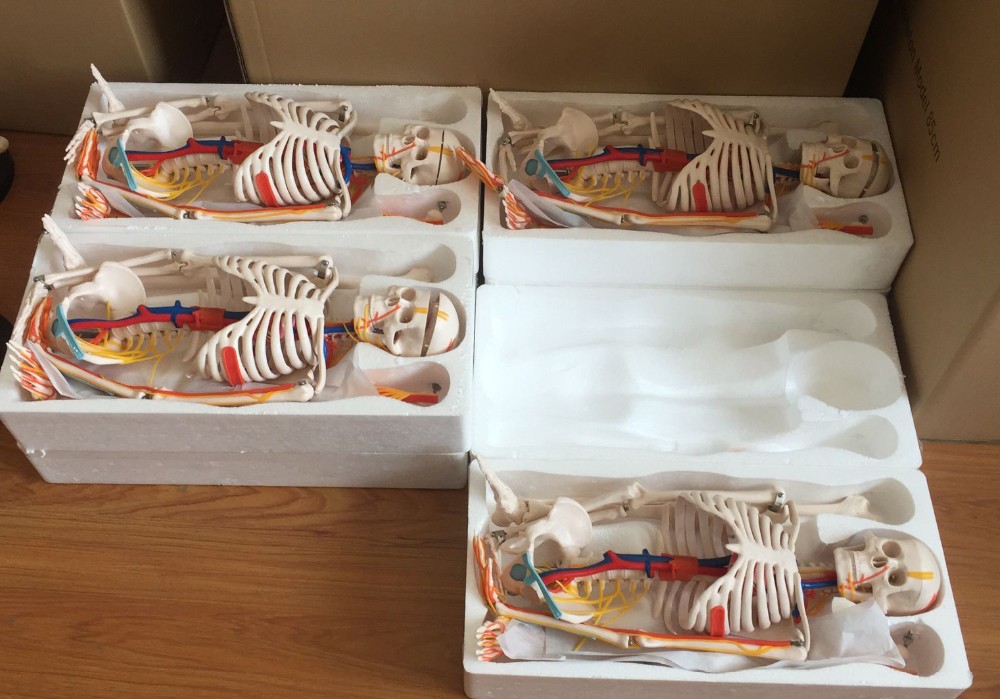 Medical Students 85cm Human Skeleton Model With Heart And Blood Vessels