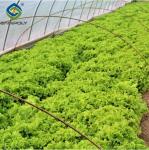Commercial Lettuce Greenhouse Low Maintenance Weather Resistant