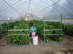 Quality Easy Install Small Tunnel Greenhouse , Tunnel House Greenhouse Span Width 6 / 8 / 10m wholesale
