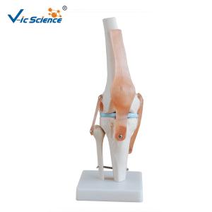Quality Medical Anatomical Ligament Plastic Knee Joint Anatomy Skeleton Model Of Articulation wholesale