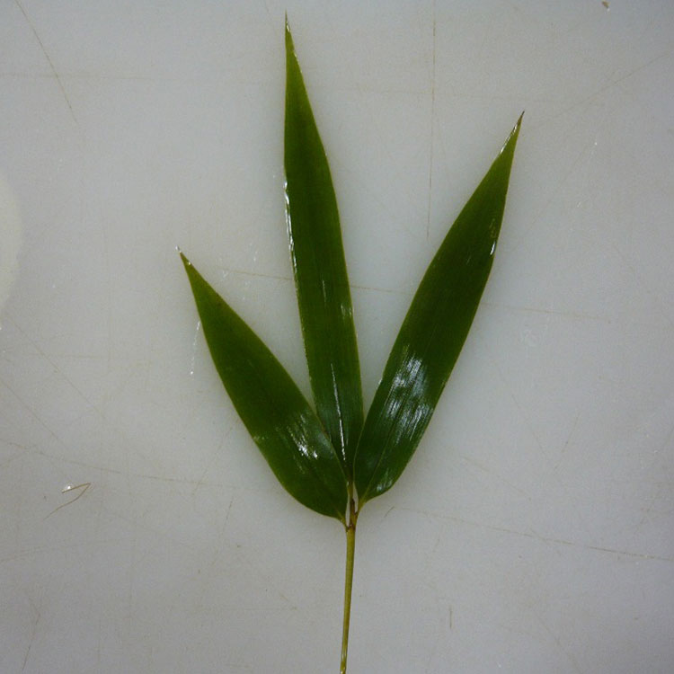 Nature Green HOBA Bamboo Leaves The Essential Ingredient for Serving Sushi