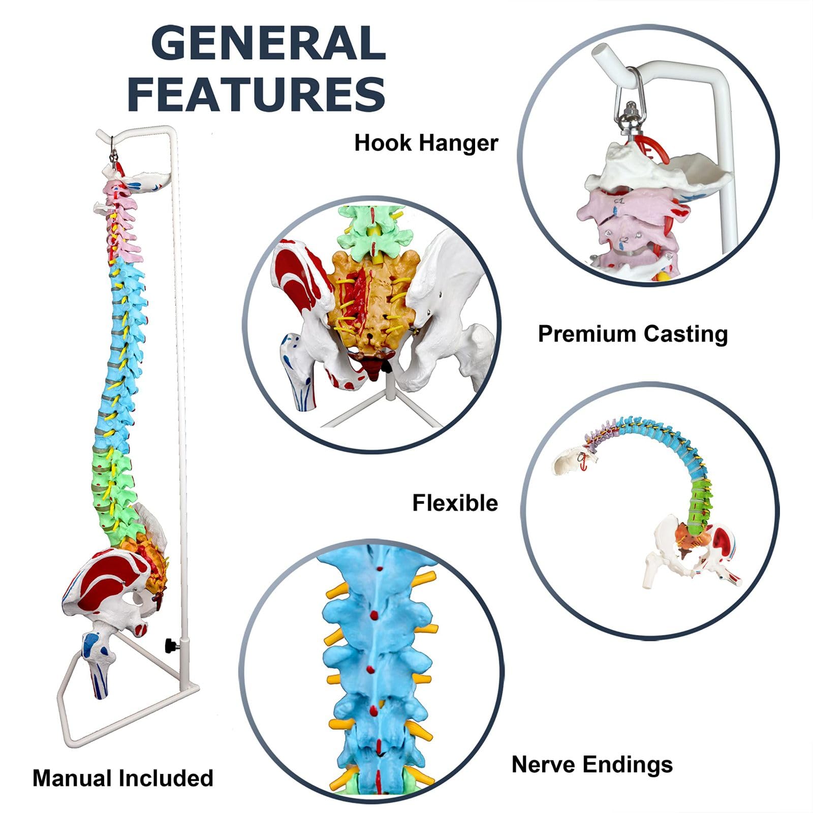 Flexible Anatomical Skeleton Model Femur And Pelvic Bone Heads Vertebrae