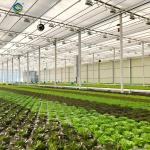 Large Size Commercial Lettuce Greenhouse With Hydroponic Growing Systems