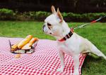 Wide Orange Reflective Dog Collars 1 1.5 2 3 inch Personalized Reflective Puppy