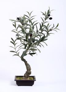 Quality Traditional Olive Tree Bonsai Botanical Mix With Square Plastic Flowerpot wholesale