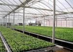 Large Size Greenhouse Rolling Benches Galvanized Frame Cover Materials